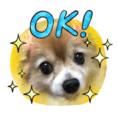 [LINEスタンプ] パピヨンのスタンプです！