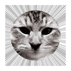 [LINEスタンプ] 昆布。