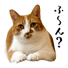 [LINEスタンプ] とある三匹の猫