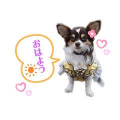 [LINEスタンプ] Showちゃんスタンプ