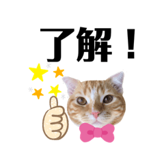 [LINEスタンプ] 茶トラ猫のスタンプです