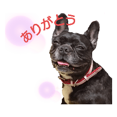 [LINEスタンプ] 毎日スマイルわんこ