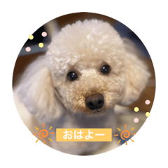 [LINEスタンプ] 愛犬てるちゃん