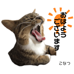 [LINEスタンプ] Dep 里親様スタンプ 猫ver①敬語版