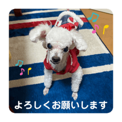 [LINEスタンプ] とむはうすの家族  犬編