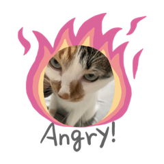[LINEスタンプ] 三毛猫ちゃん スタンプ