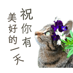 [LINEスタンプ] ときどき台湾語を話すネコ