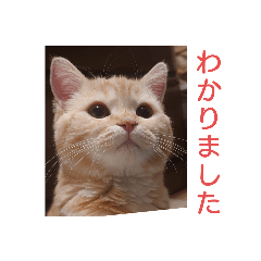 [LINEスタンプ] ムギちゃんのきもち その1