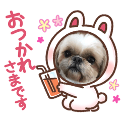 [LINEスタンプ] シーズーのさなちゃん
