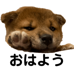 [LINEスタンプ] shibaben