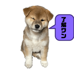 [LINEスタンプ] 柴犬子犬柴1