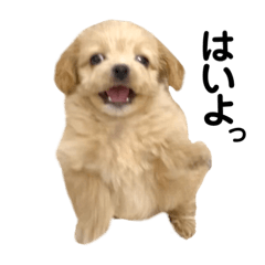 [LINEスタンプ] こんにちは、ラテだよ