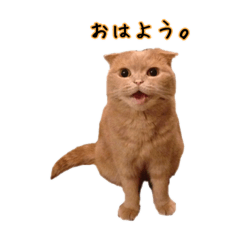 [LINEスタンプ] うちのスコねこ。