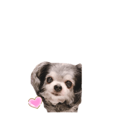 [LINEスタンプ] プチwan♡いっぱぃ