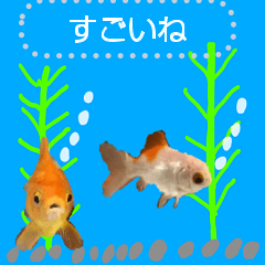 [LINEスタンプ] うちの金魚ちゃんたち メッセージの画像（メイン）