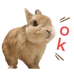 [LINEスタンプ] うさぎのあらん