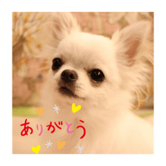 [LINEスタンプ] kurumi  day★