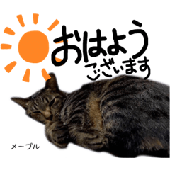 [LINEスタンプ] Dep 里親様スタンプ猫ver②