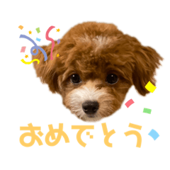 [LINEスタンプ] チワプーたびのスタンプ➁