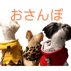 [LINEスタンプ] じゅにあせいじほうせいだよ