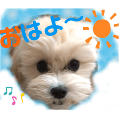 [LINEスタンプ] マルプーのベル    日常のあいさつ2