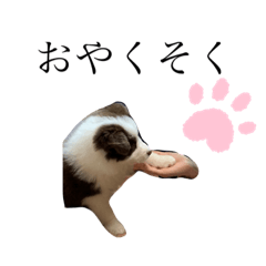 [LINEスタンプ] ボーダーコリー 子犬 エディー