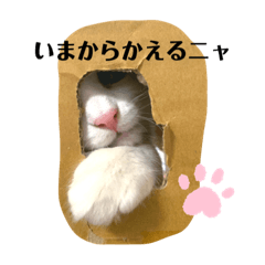 [LINEスタンプ] 子猫のナナちゃんの良く使う可愛いスタンプ