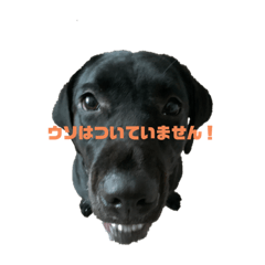 [LINEスタンプ] 黒ラブむんちゃん4