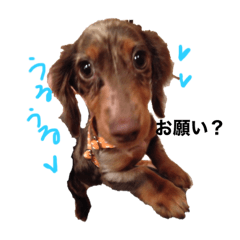 [LINEスタンプ] だっくんスタンプ