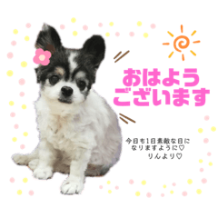 [LINEスタンプ] RINchan♡スタンプ