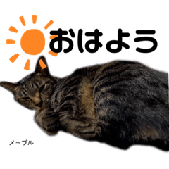 [LINEスタンプ] Dep 里親様スタンプ 猫ver②タメ口版