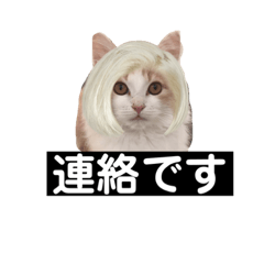 [LINEスタンプ] 犬猫日常会話スタンプ
