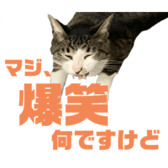 [LINEスタンプ] 猫のねぎ
