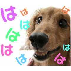 [LINEスタンプ] まろりーんこ 2
