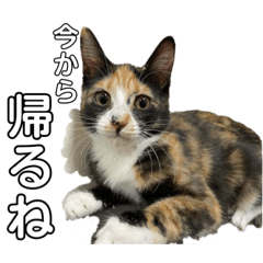 [LINEスタンプ] ウチのねこども2