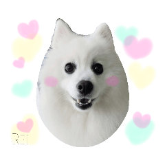 [LINEスタンプ] わんこスタンプ❤️スピッツ犬❤️レイ