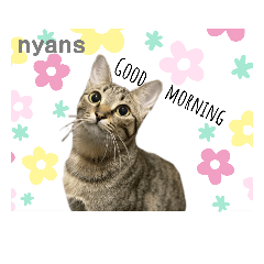 [LINEスタンプ] 動物愛護団体NYANS〜かわいい仲間達〜
