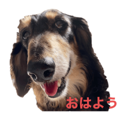 [LINEスタンプ] チョコさん、ジョルノ、ゆずの日常 その1