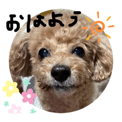 [LINEスタンプ] リズ。トイプードル