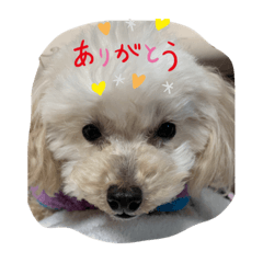 [LINEスタンプ] NAOMI＆Mahalo