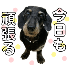 [LINEスタンプ] 愛しのジャック▽^ェ^▽