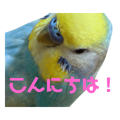 [LINEスタンプ] ココかお
