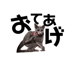 [LINEスタンプ] にゃんともかんとも癒る♪