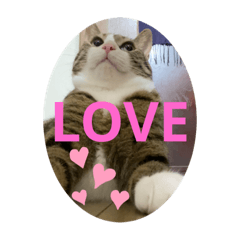 [LINEスタンプ] ドS猫の球太7