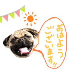 [LINEスタンプ] 白パグのコロ