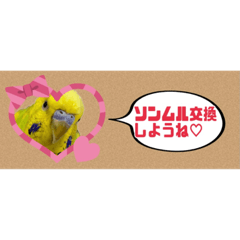 [LINEスタンプ] Kポペンさんがたぶん使ってくれるスタンプ