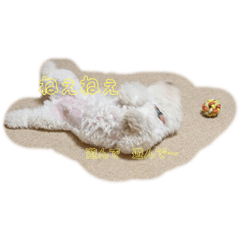 [LINEスタンプ] ビション チャチャ