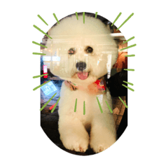 [LINEスタンプ] ビション チャチャ君！