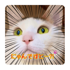 [LINEスタンプ] 箱入り三毛猫うにさん③