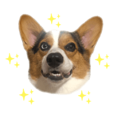 [LINEスタンプ] オッドアイコーギーそらちゃん